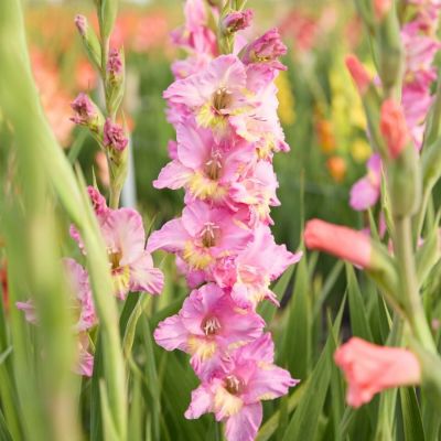 Гладиолус Хэппи Диско Гладиолус Хэппи Диско - Dolina-Sad.Ru