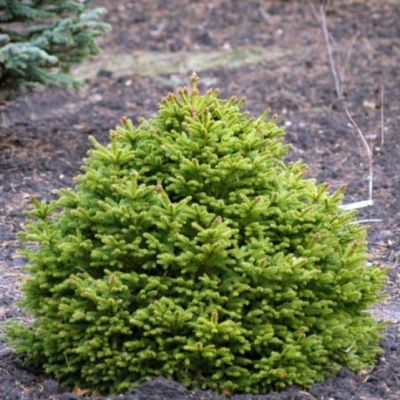 Ель обыкновенная Барри фото