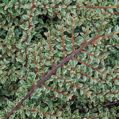 Кизильник пестролистный Вариегатус Кизильник пестролистный Вариегатус - Dolina-Sad.Ru