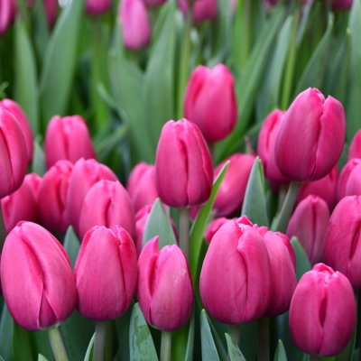 Тюльпан Панама Тюльпан Панама - Dolina-Sad.Ru