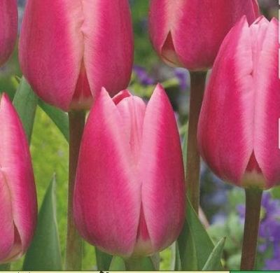 Тюльпан Пинк Сюрпрайз Тюльпан Пинк Сюрпрайз фото