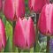 Тюльпан Пинк Сюрпрайз Тюльпан Пинк Сюрпрайз фото