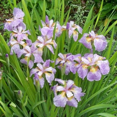 Ирис Рикуги Сакура Ирис Рикуги Сакура - Dolina-Sad.Ru