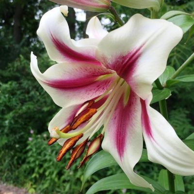 Лилия Пассиональ Лилия Пассиональ фото