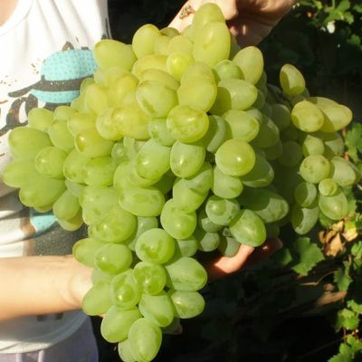 Виноград Бажена фото