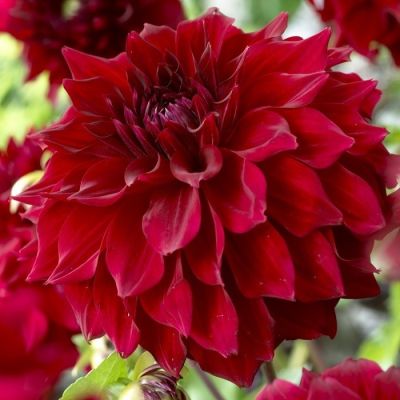 Георгина МИНГУС АЛЕКС Георгина МИНГУС АЛЕКС - Dolina-Sad.Ru