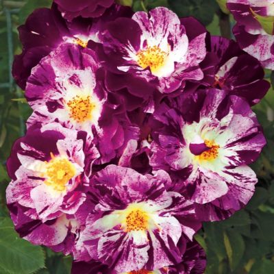 Роза Перпл Сплэш Роза Перпл Сплэш - Dolina-Sad.Ru