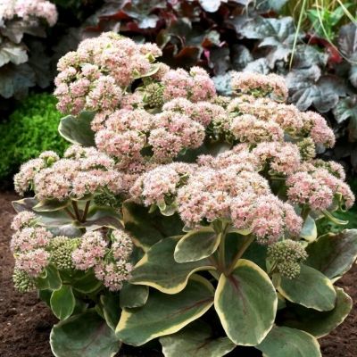 Седум Даймонд Эдж Седум Даймонд Эдж - Dolina-Sad.Ru