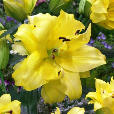 Лилия Экзотик Сан (в горшке) Лилия Экзотик Сан (в горшке) фото