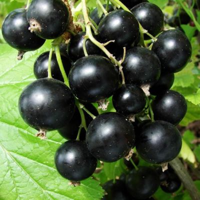 Смородина Память Вавилова, C3 (2 года) Смородина Память Вавилова, C3 (2 года) - Dolina-Sad.Ru