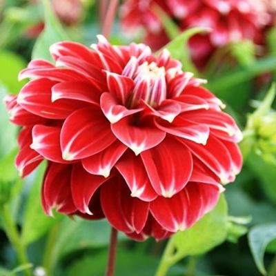 Георгина Ред Рок Георгина Ред Рок фото