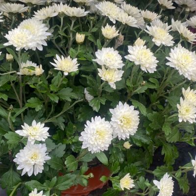 Хризантема мультифлора Бранарктис Вайт - Dolina-Sad.Ru