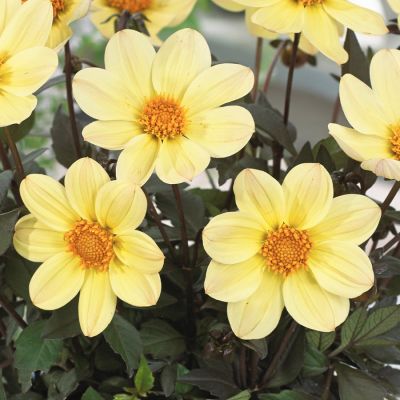 Георгина Хэппи Дейс Лемон Георгина Хэппи Дейс Лемон - Dolina-Sad.Ru