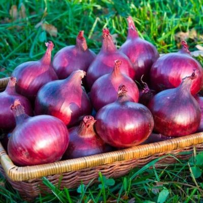 Лук-севок Ред Барон Лук-севок Ред Барон фото