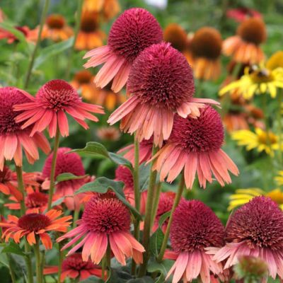 Эхинацея Каррот Кейк - Dolina-Sad.Ru