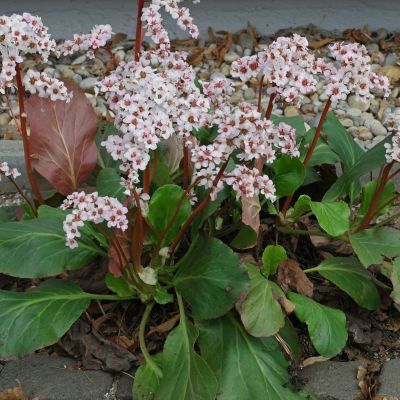 Бадан Брессинхам Уайт - Dolina-Sad.Ru