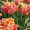Тюльпан Эспирит Тюльпан Эспирит фото