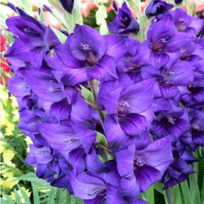 Гладиолус Куки - Dolina-Sad.Ru