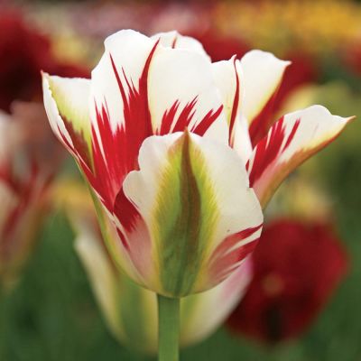 Тюльпан Флейминг Спринг Грин Тюльпан Флейминг Спринг Грин фото