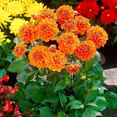 Георгина Оранж Наггет Георгина Оранж Наггет фото