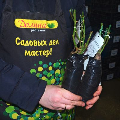 Роза Анушка - Dolina-Sad.Ru