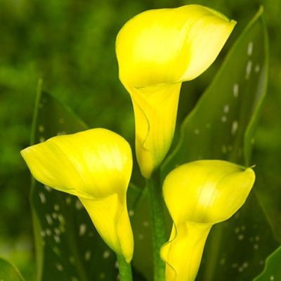 Калла Капитан Морелли Калла Капитан Морелли фото