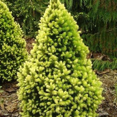 Ель канадская Рэйнбоуз Энд Ель канадская Рэйнбоуз Энд фото