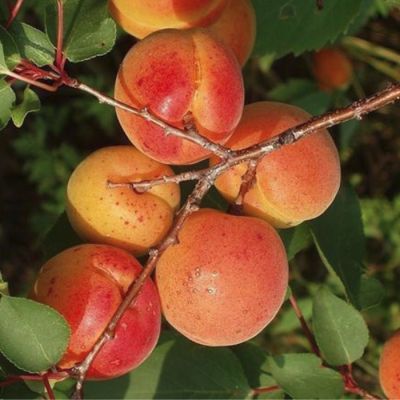 Абрикос Алеша Абрикос Алеша - Dolina-Sad.Ru