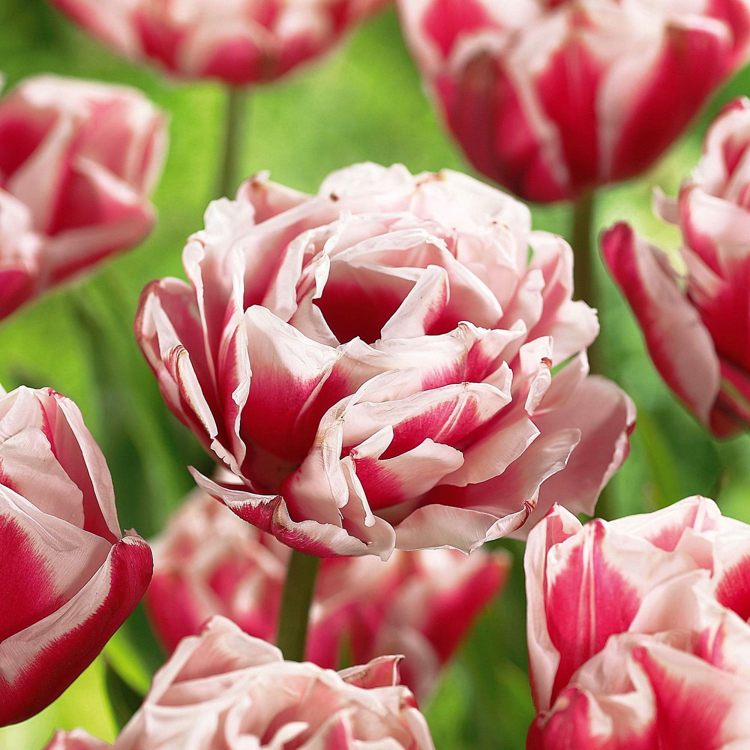 Тюльпан Хоризон Тюльпан Хоризон фото