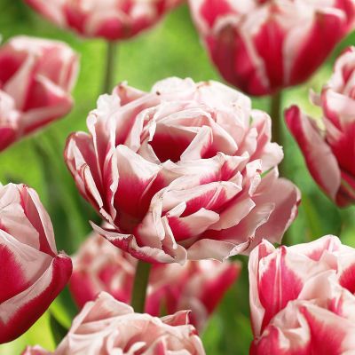 Тюльпан Хоризон Тюльпан Хоризон фото