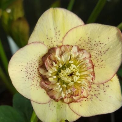 Морозник Еллоу Спот - Dolina-Sad.Ru