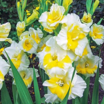 Гладиолус Багги Гладиолус Багги - Dolina-Sad.Ru