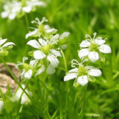 Мшанка шиловидная , P11 Мшанка шиловидная , P11 фото