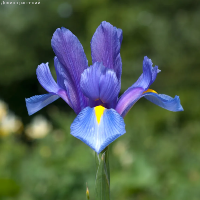 Ирис голландский Блю - Dolina-Sad.Ru