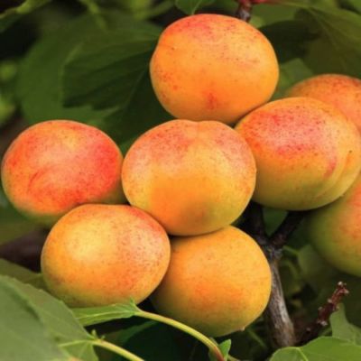 Абрикос Водолей Абрикос Водолей - Dolina-Sad.Ru