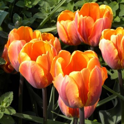 Тюльпан Джолли Принцесс Тюльпан Джолли Принцесс фото