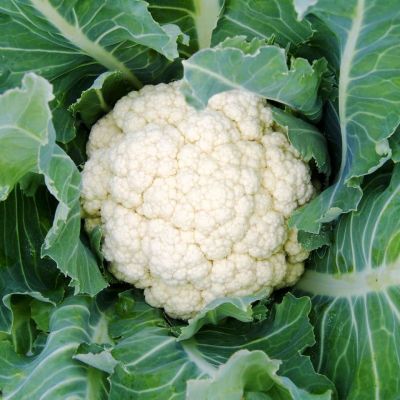 Капуста цветная Альфа Капуста цветная Альфа фото