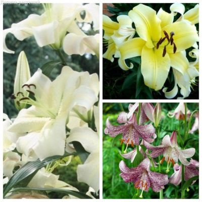 Микс Лилий гигантов Микс Лилий гигантов фото