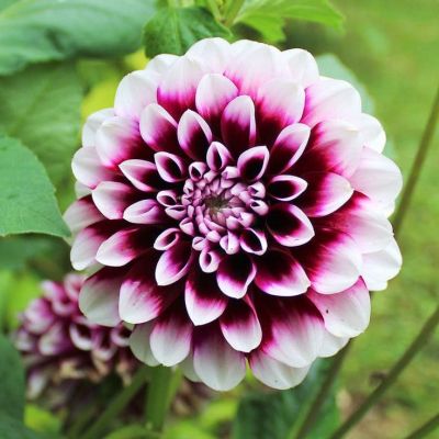 Георгина Эдинбург Георгина Эдинбург фото