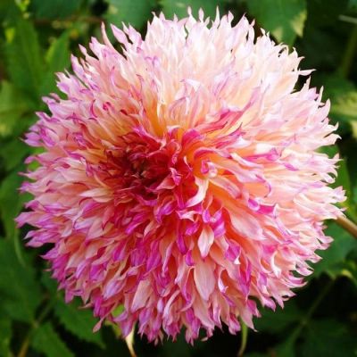 Георгина Миртелс Фолли (Гиганты) Георгина Миртелс Фолли (Гиганты) фото