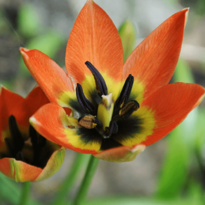 Тюльпан Литл Принцесс Тюльпан Литл Принцесс фото