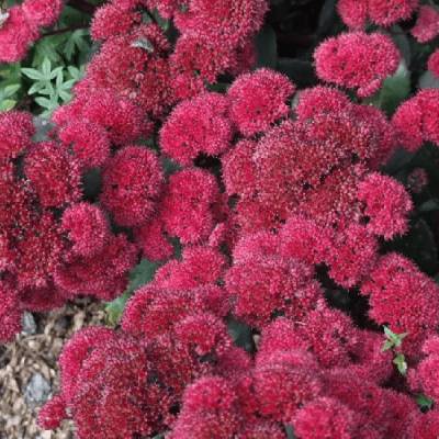 Седум телефиум Ред Каули фото