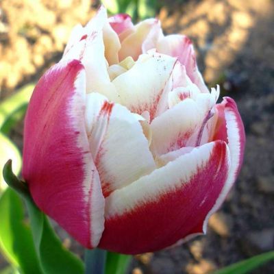 Тюльпан Хоризон Тюльпан Хоризон фото