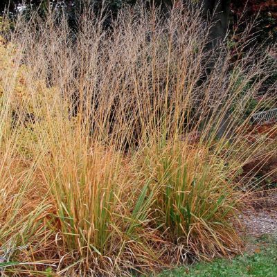 Молиния тростниковая Скайрейсер - Dolina-Sad.Ru