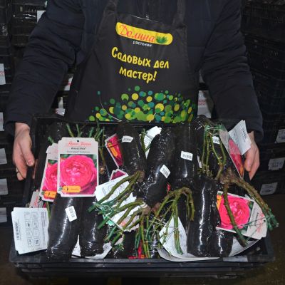 Роза Анушка - Dolina-Sad.Ru