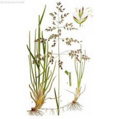 Мятлик луговой Мятлик луговой фото