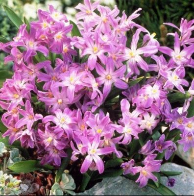 Хионодокса Пинк Джайнт Хионодокса Пинк Джайнт фото