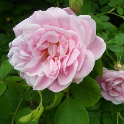 Роза Николас Роза Николас - Dolina-Sad.Ru