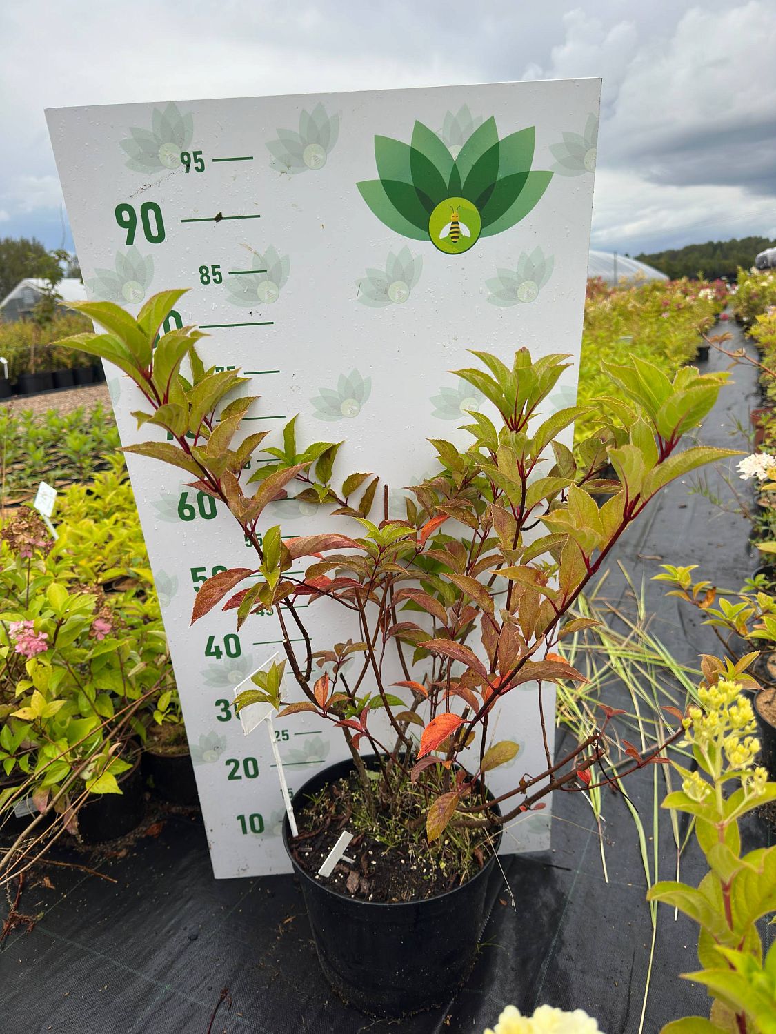 Гортензия метельчатая Мартинвас, С7,5 - Dolina-Sad.Ru