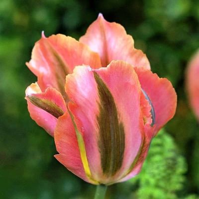 Тюльпан Артист Тюльпан Артист фото